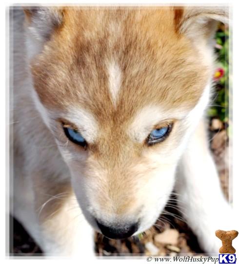 Puppies in NV